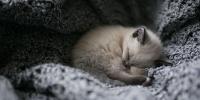 How to get a kitten to sleep through the night How to get a kitten to sleep through the night
