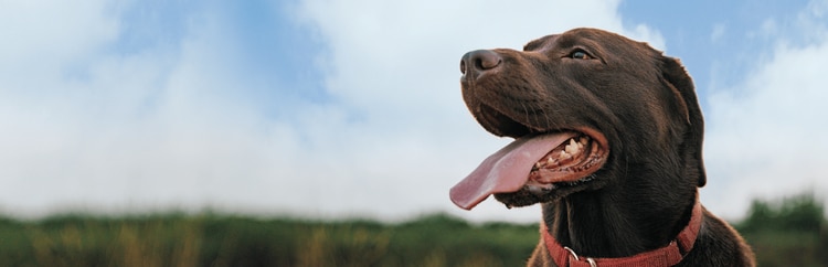 The DIG Labs Dish – Tagged Dog Food – DIG labs