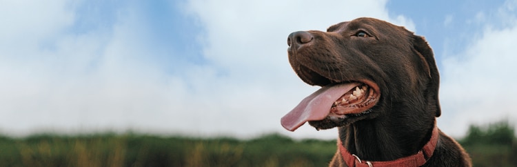 chocolate lab outside