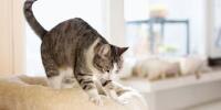 Cat kneading
