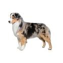 Miniature American Shepherd