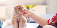 A cat being given a supplement