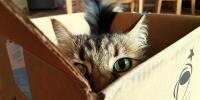 Weird Cat Behavior