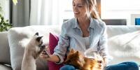 Cat and dog with their owner