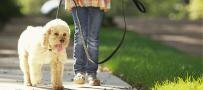 Perro con correa