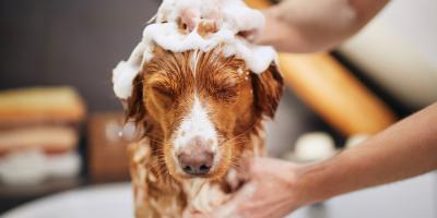 Dog Dandruff