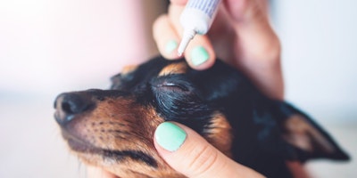 Close up of a small dog’s face being held by a person’s hand. Another hand administers eye drops to the dog.