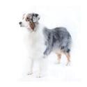 Australian Shepherd