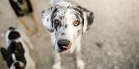 gran danés con manchas negras y blancas mirando hacia arriba, con dos perros en el fondo
