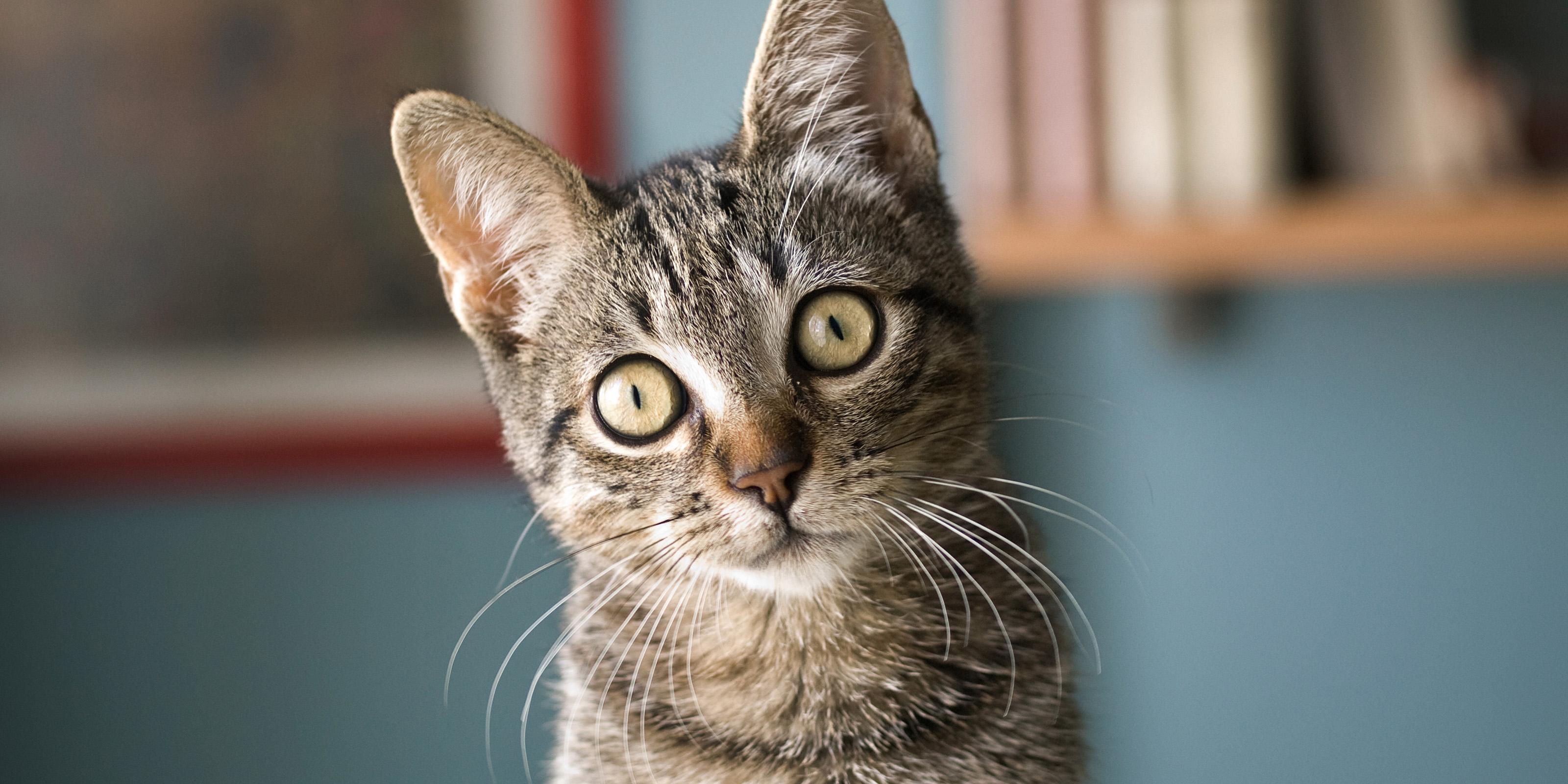 Gastroenteritis in Cats Causes, Symptoms & Treatments Purina US