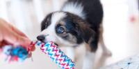 Un primer plano de un cachorro tirando de un juguete de cuerda