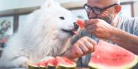 Owner feeding fluffy, white, dog watermelon