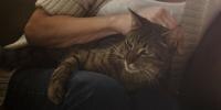 Gato de edad avanzada