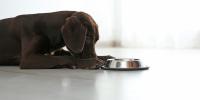 chocolate lab puppy laying on floor next to stainless steel dog bowl