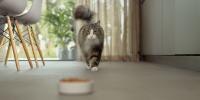 fluffy grey and white cat walking towards camera