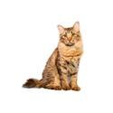 Bobtail americano
