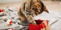 Bocadillos como regalo navideño para gatos