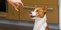 dueño alimentando con cítricos a un perro de color marrón y blanco