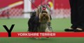 Y is for Yorkshire Terrier
