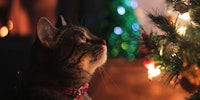 5 holiday safety tips for pets