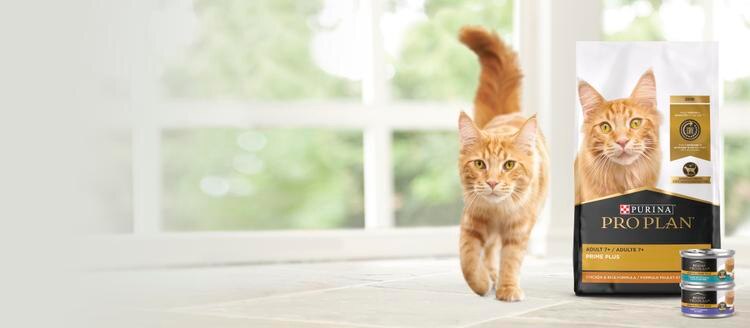 red cat