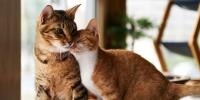 Socialización de los gatos