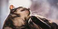 Getting rid of cat dandruff.
