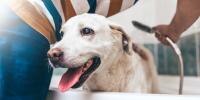 El dueño de un labrador retriever bañándolo en la bañera