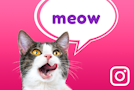 cat with speech bubble showing "meow" on pink background and Instagram icon