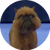 Newton