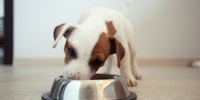Benefits of Brewer's yeast for Dogs