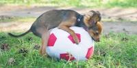 female dog humping a soccer ball in the grass