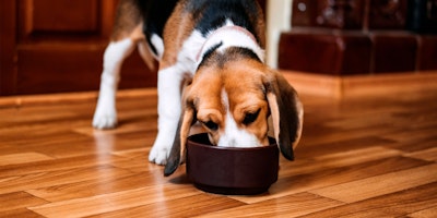 beagle eating out of brown bowl