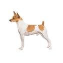 Toy Fox Terrier