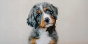 Hoagie - 2024 Top Dog Winner
