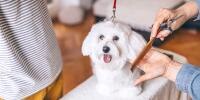 A close-up of a small white dog getting his hair brushed