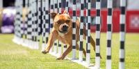 dog performing weave pole event