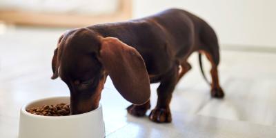 how many times a day should a dog eat
