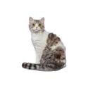 Selkirk rex