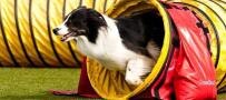 Agility Field