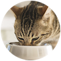 Cat Feeding Articles