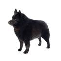 Schipperke