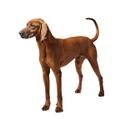 Redbone Coonhound