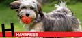 H is for Havanese