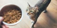 ¿Cómo hacer que mi gato pierda peso?