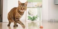 Cat indoors walking in front of window