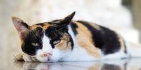 calico cat laying on the floor