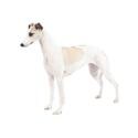 Whippet