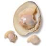 Baby Clam