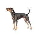 Black and Tan Coonhound